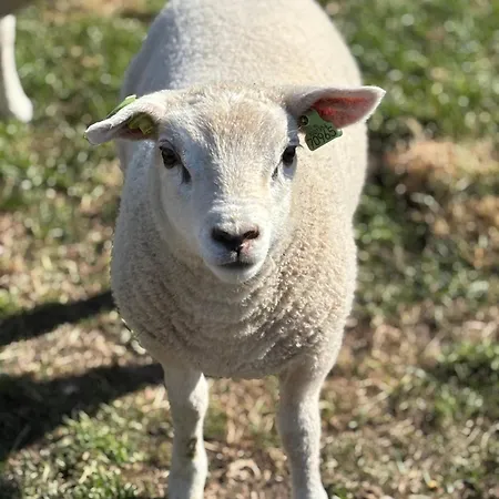 In De Duinen לינה וארוחת בוקר *